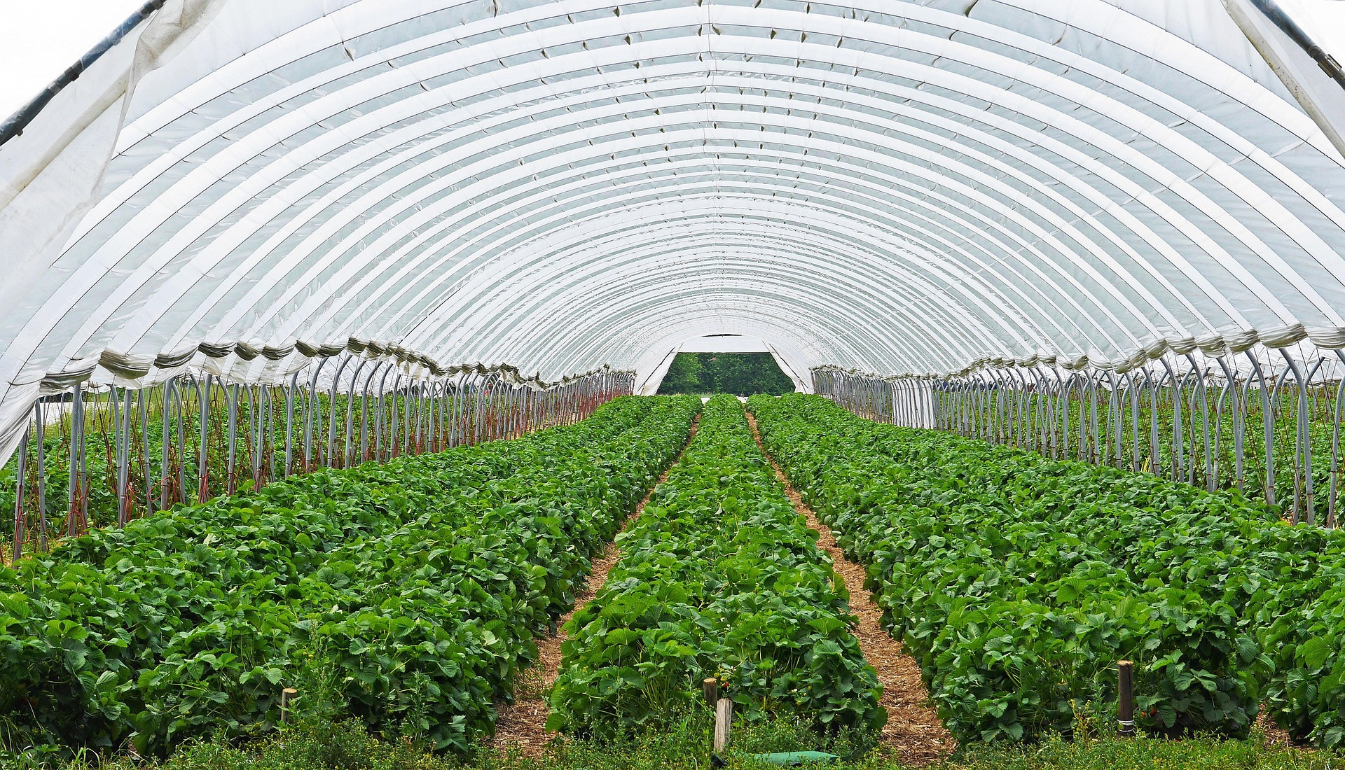 hpgruesen-strawberry-field-3318639_1920