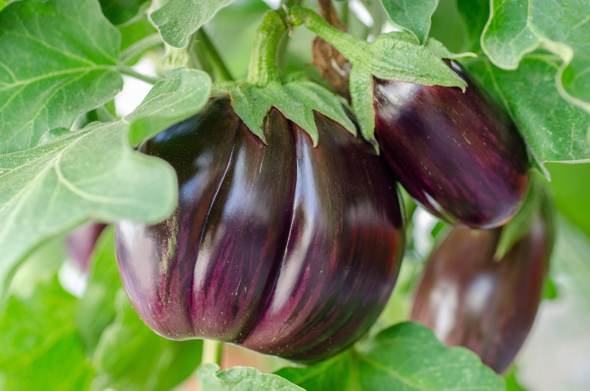 kathas_fotos-eggplant-7373430_1920