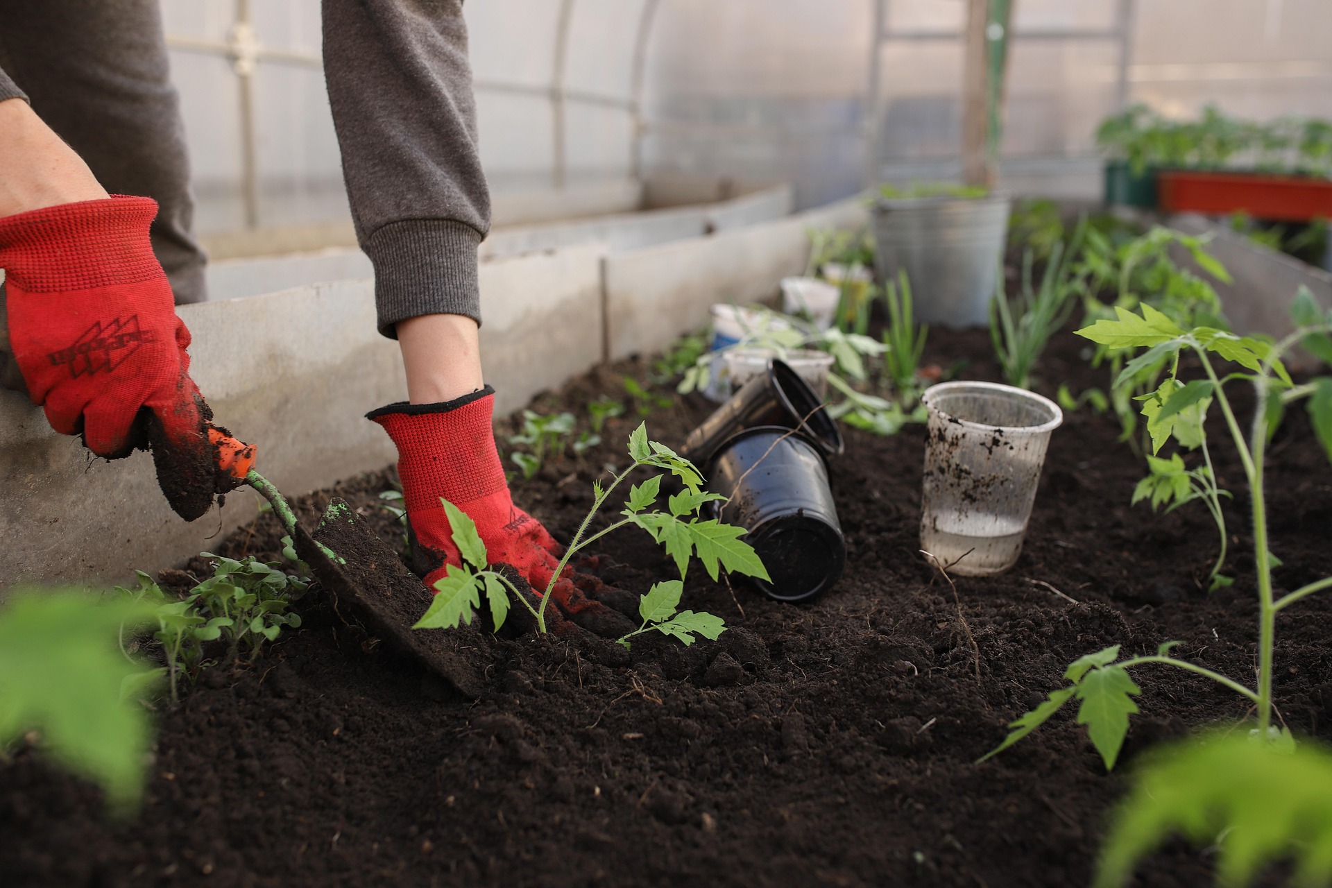 katya_ershova-greenhouse-6226263_1920