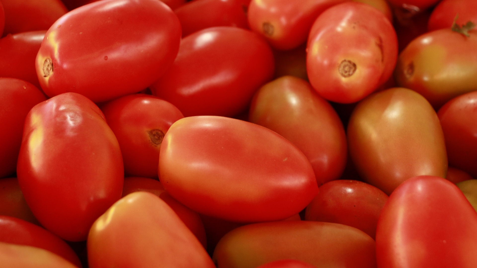 moreiraneto-tomato-5011851_1920